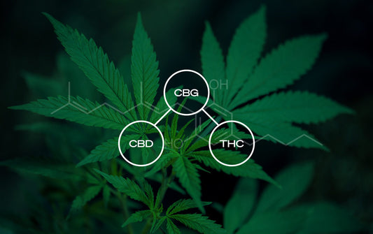 CBD vs CBG: Get the Scoop on Two Popular Hemp Cannabinoids | Top Shelf Canna