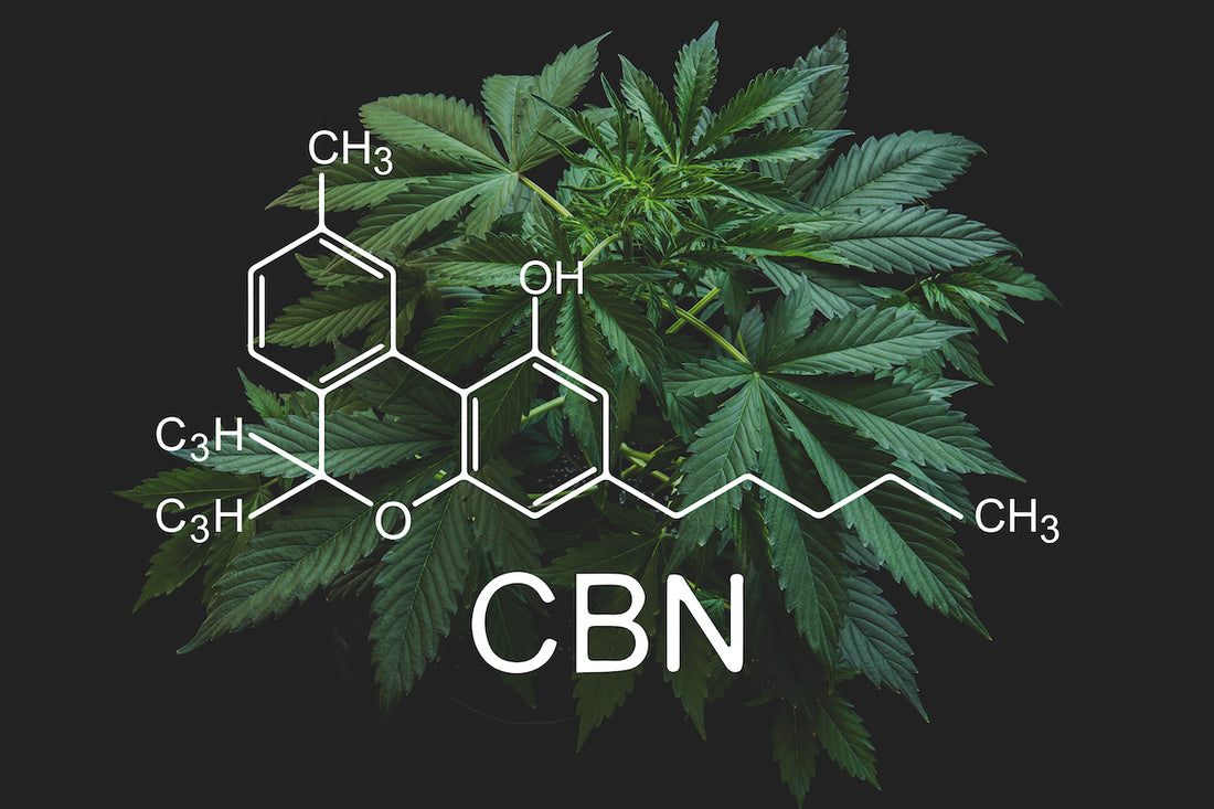 Cannabinol (CBN) - A Guide to Alternative Cannabinoids | Top Shelf Canna