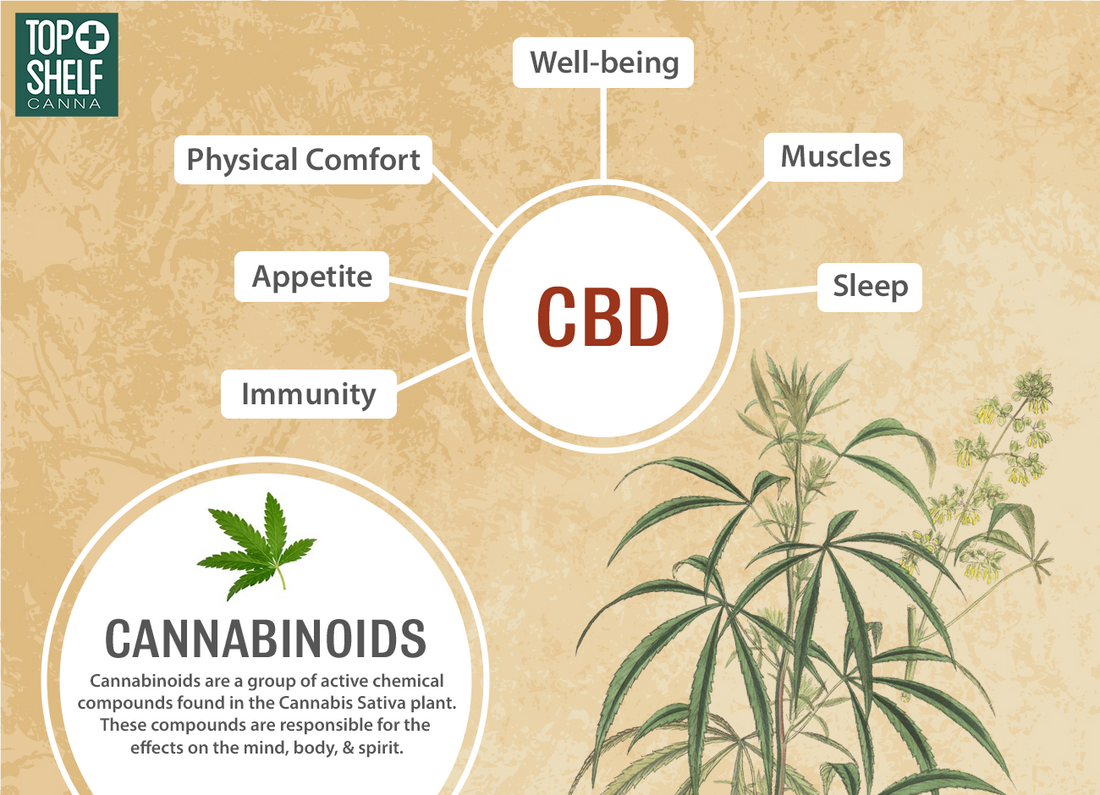 Everything You Need to Know About CBD from Top Shelf Canna | Hemp & Alternative Cannabinoids in Gulfport, MS
